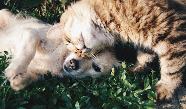 Comment réussir la cohabitation entre chat et chien