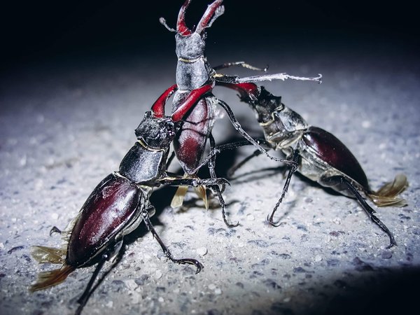 Les chouettes effraies : des chasseuses silencieuses de la nuit